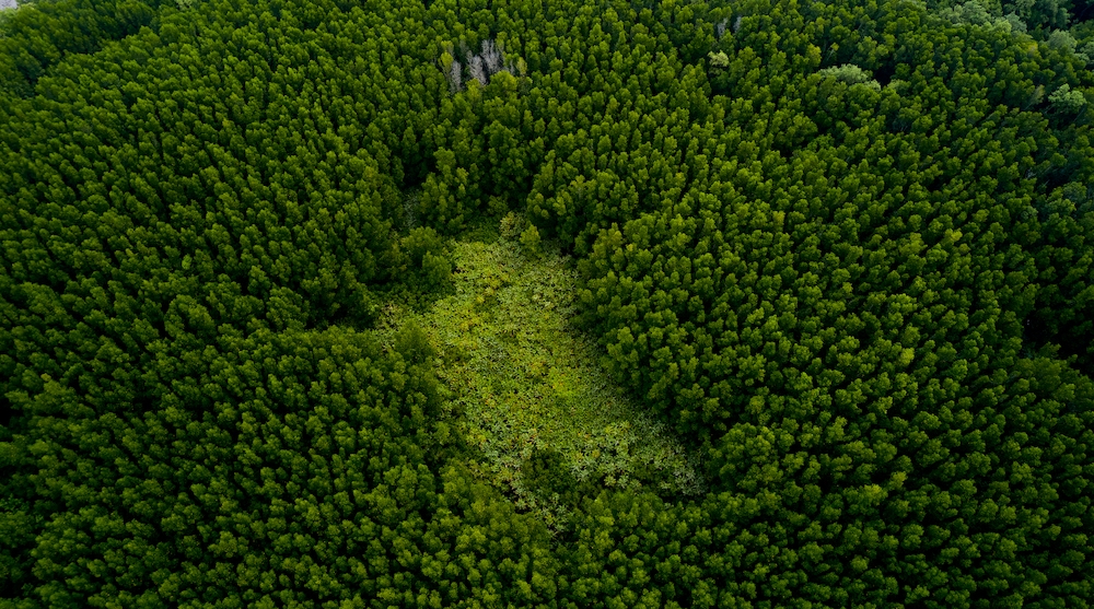 Vue aérienne d’une forêt
