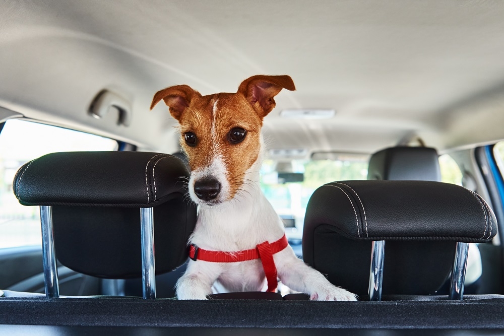 Transport d’un chien en voiture